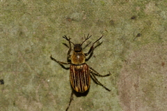 Macrodactylini