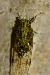 Calyria