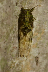 Calyria