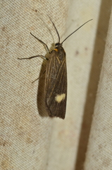 Aclytia