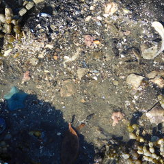 Baseodiscus delineatus