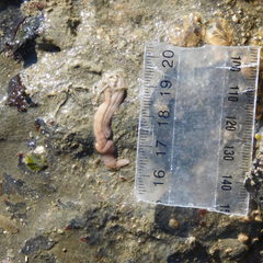 Baseodiscus delineatus