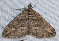 Perizoma custodiata