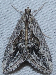 Evergestis simulatilis