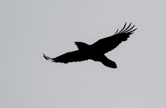 Corvus corax kamtschaticus