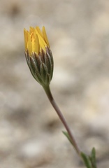 Pentachaeta aurea