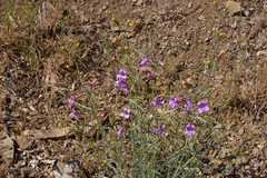Penstemon heterophyllus purdyi