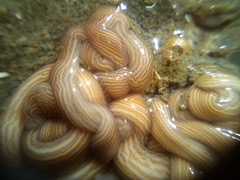 Baseodiscus delineatus