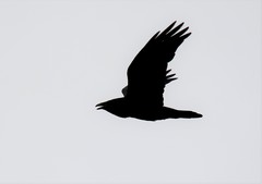 Corvus corax kamtschaticus