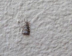 Euchromius rayatella