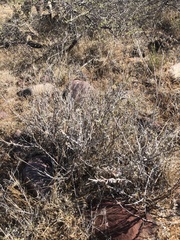 Eriogonum fasciculatum polifolium