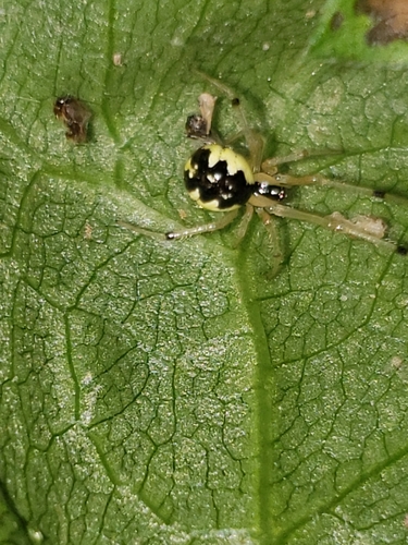 Phylloneta pictipes photo 5
