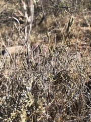 Eriogonum fasciculatum polifolium