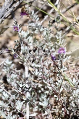 Penstemon californicus