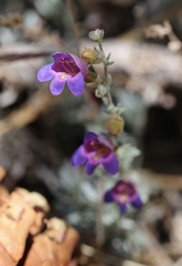 Penstemon californicus