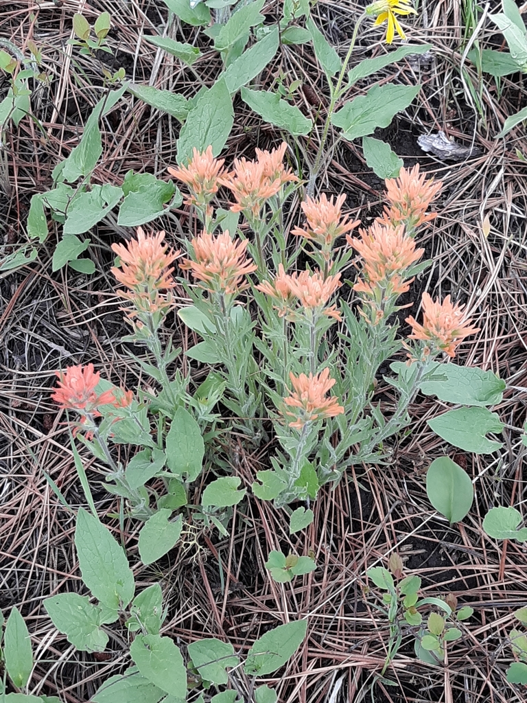 harsh indian paintbrush from Union County, USOR, US on May 25, 2021 at