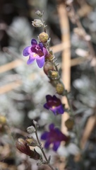 Penstemon californicus