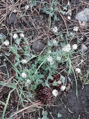 Trifolium eriocephalum