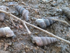 Cerithidea decollata