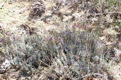 Penstemon californicus