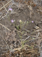 Saltugilia australis