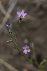 Saltugilia australis