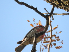 Haemorhous mexicanus