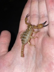 Anuroctonus phaiodactylus