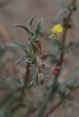 Camissoniopsis confusa