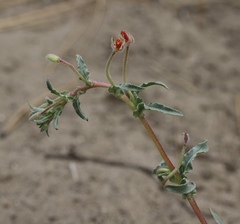 Camissoniopsis confusa