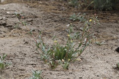 Camissoniopsis confusa