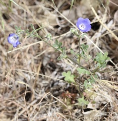 Nemophila menziesii menziesii