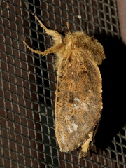 Oncopera rufobrunnea