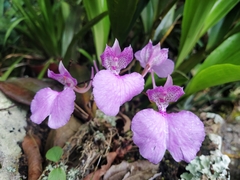 Comparettia macroplectron