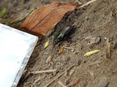 Poecilus lucublandus