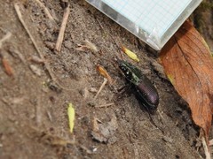 Poecilus lucublandus