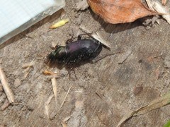 Poecilus lucublandus
