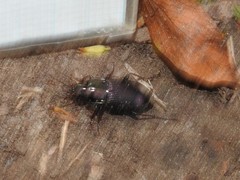 Poecilus lucublandus