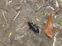 Poecilus lucublandus