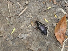 Poecilus lucublandus
