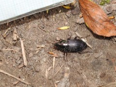 Poecilus lucublandus