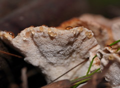 Postia punctata