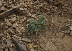 Lomatium observatorium