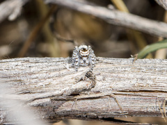 Pseudomogrus dalaensis