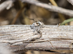 Pseudomogrus dalaensis