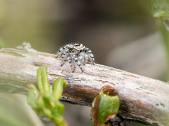 Pseudomogrus dalaensis