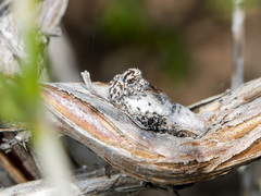 Pseudomogrus dalaensis