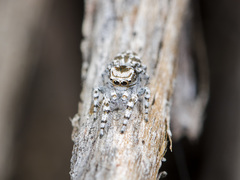 Pseudomogrus dalaensis