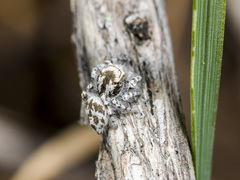 Pseudomogrus dalaensis