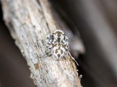 Pseudomogrus dalaensis